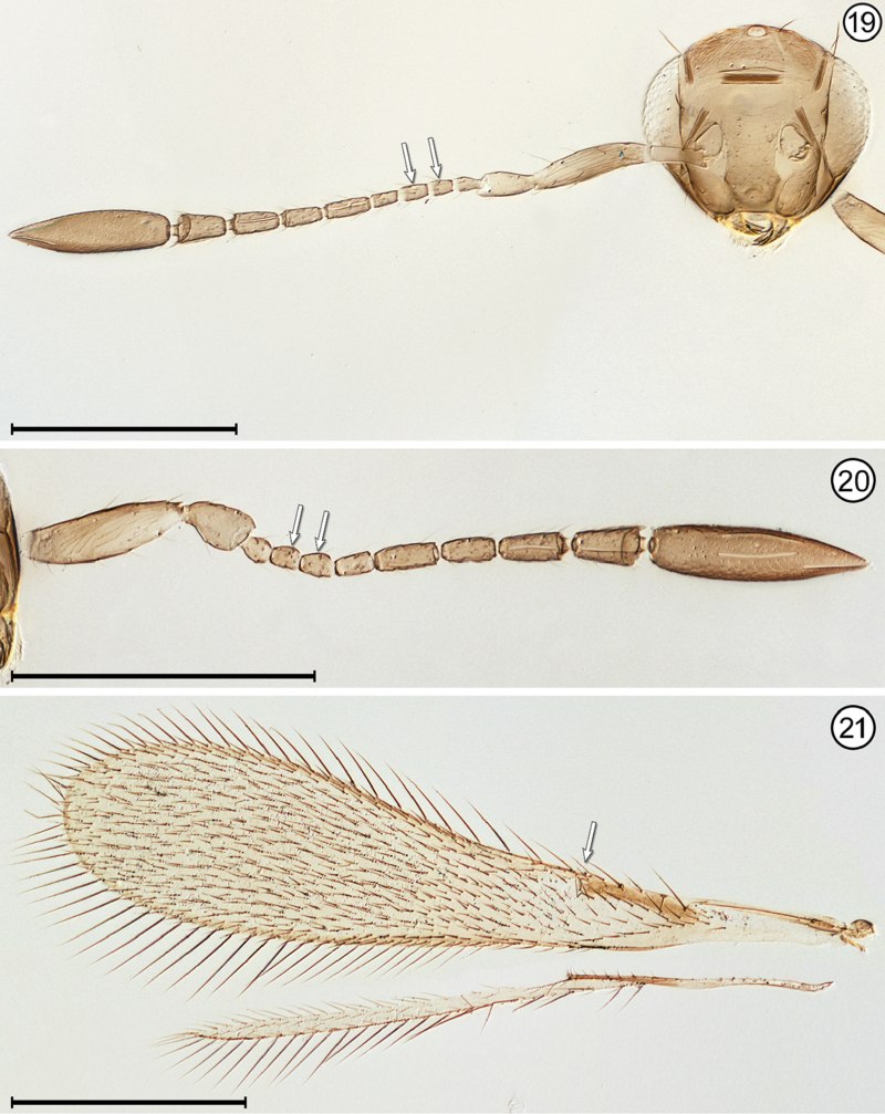 Hymenoptera куколка