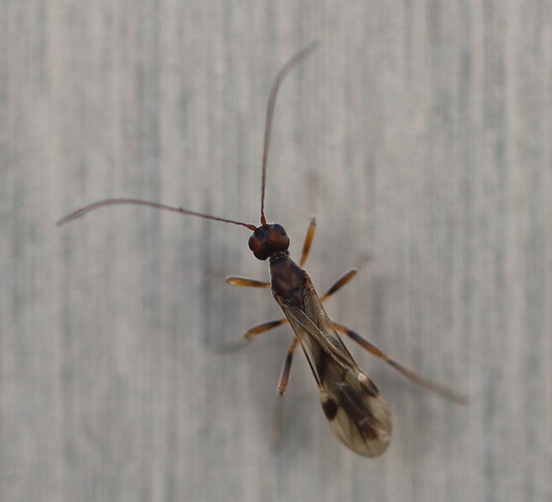 Spathius GALINAE
