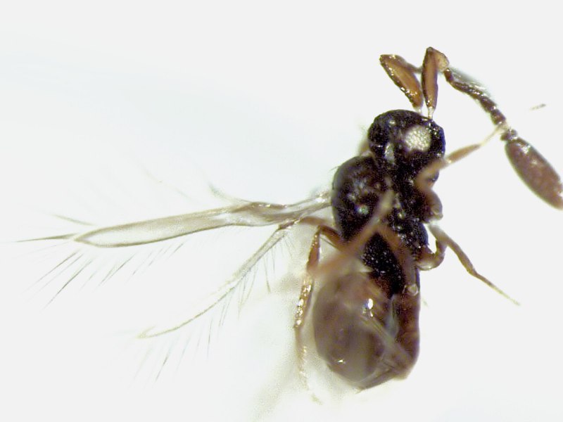 Dicopomorpha echmepterygis