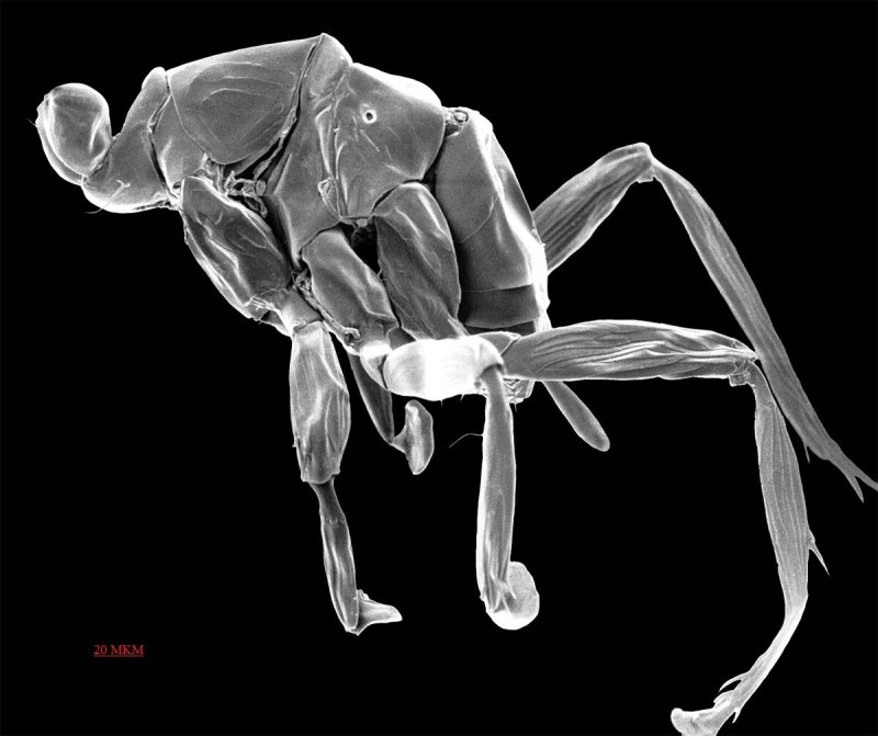 Dicopomorpha echmepterygis