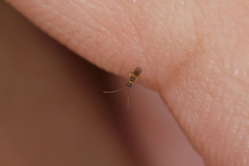 Tiniest insect in the World
