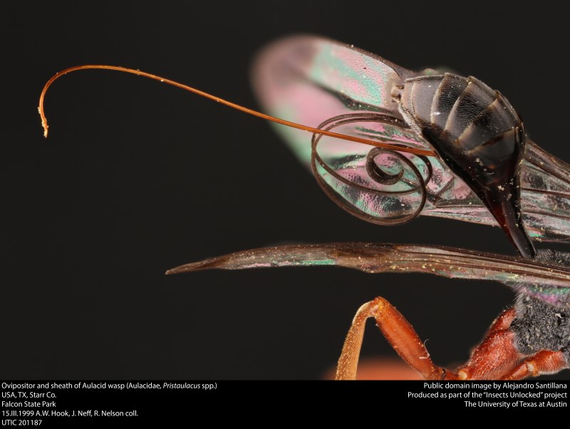 Aulacidae