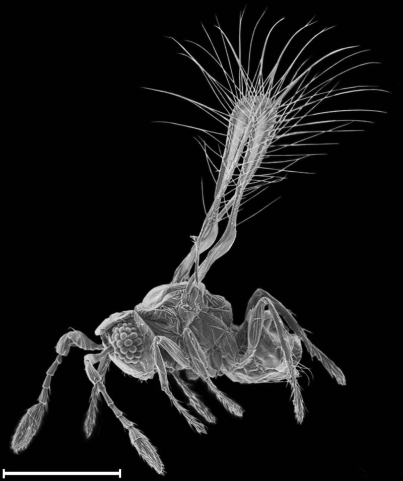 Megaphragma mymaripenne