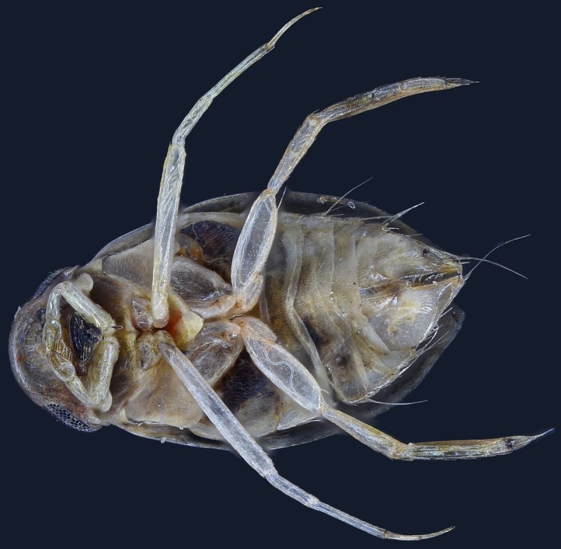 Гребляк ( Micronecta scholtzi)