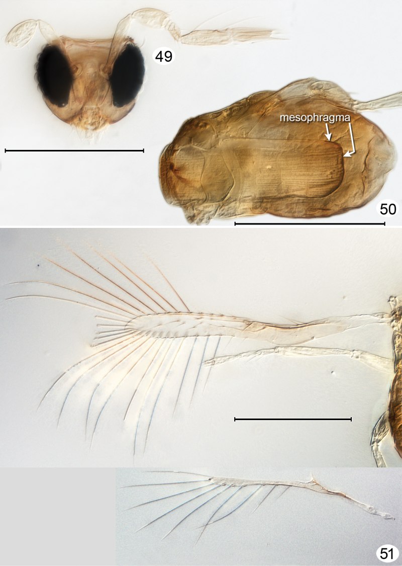 Megaphragma mymaripenne