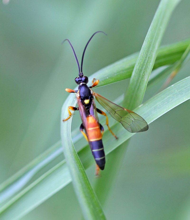 Ctenichneumon Inspector насекомое