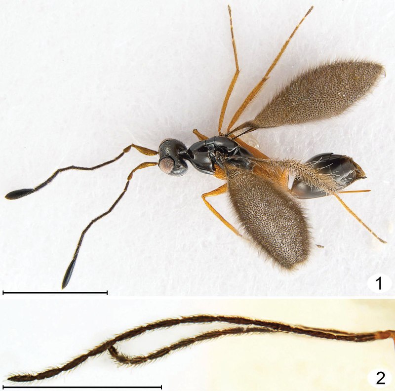 Самцы паразитических наездников Dicopomorpha echmepterygis