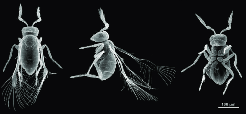 Megaphragma mymaripenne