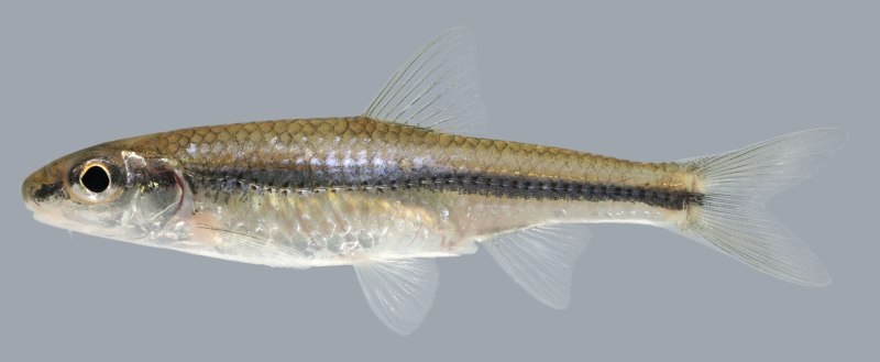Hybopsis amblops