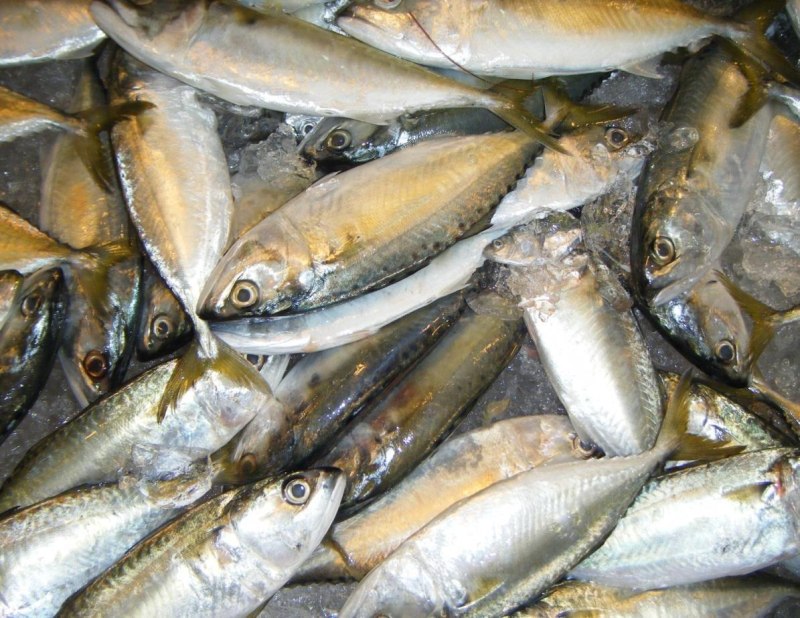 Мелкая морская рыба
