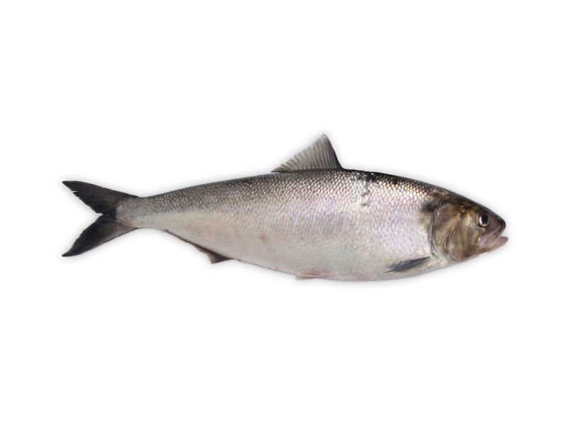 Alosa Alosa