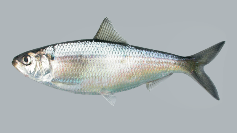 Alosa tanaica