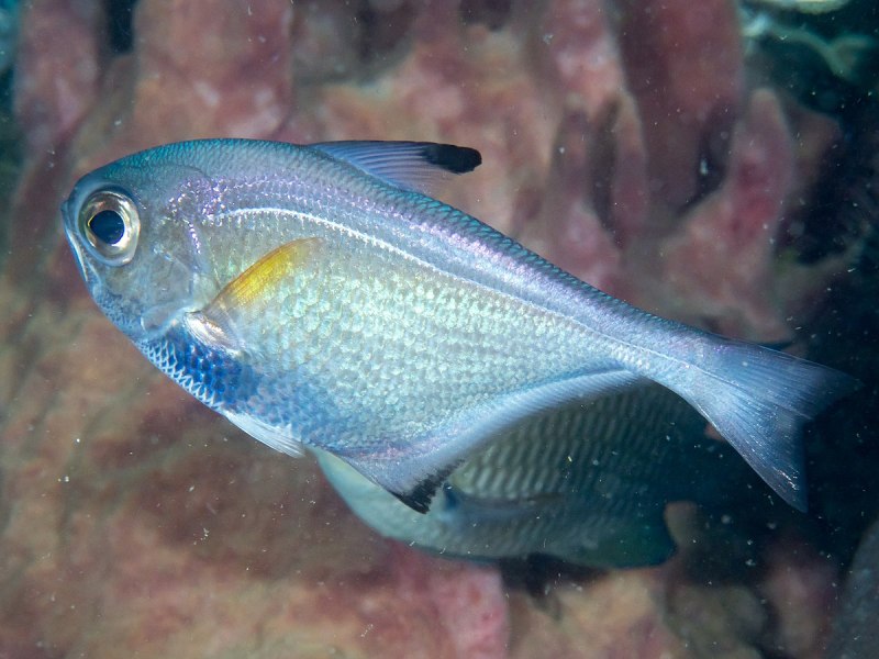 Pempheris vanicolensis