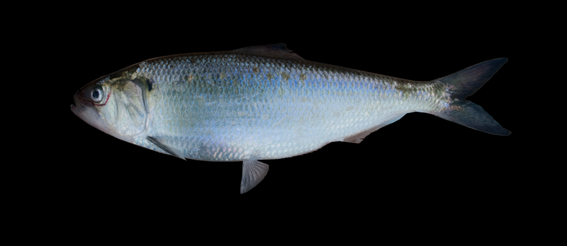 Alosa Alosa