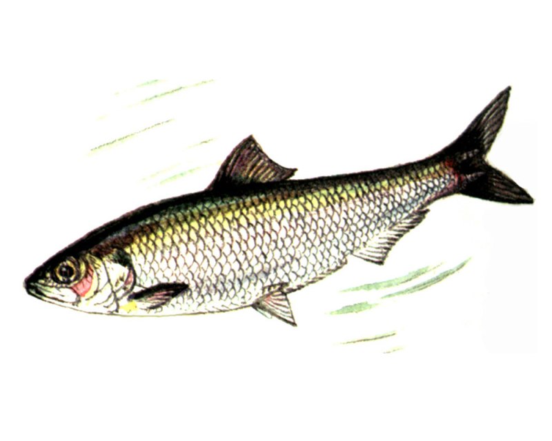 Волжская сельдь Alosa kessleri volgensis