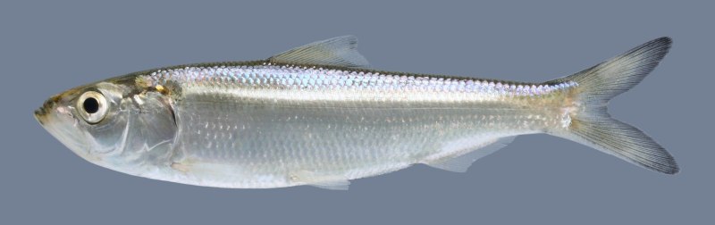 Alosa Alosa