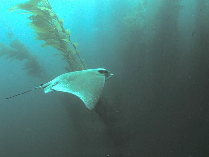 Myliobatis californica
