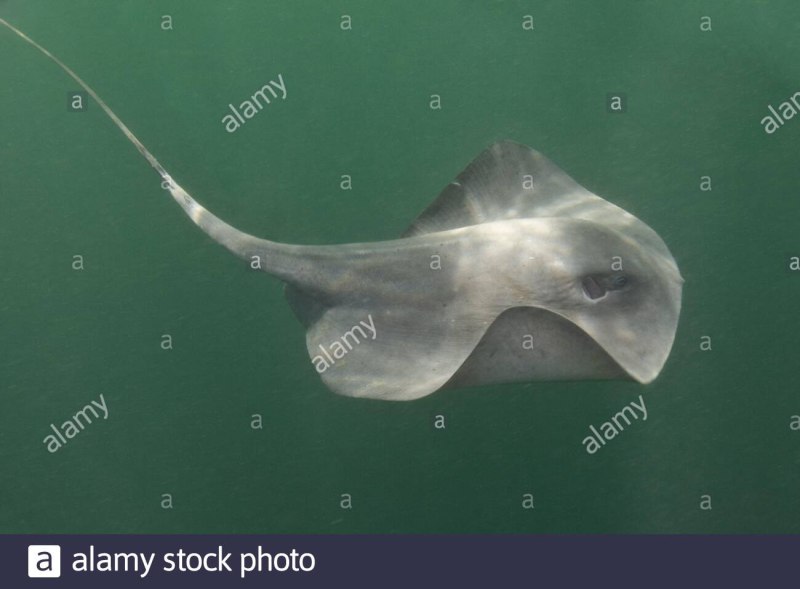 Pteroplatytrygon violacea