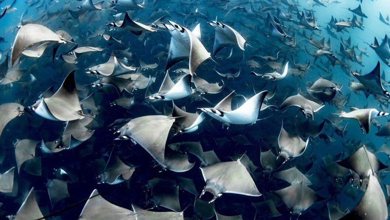 Mobula rays