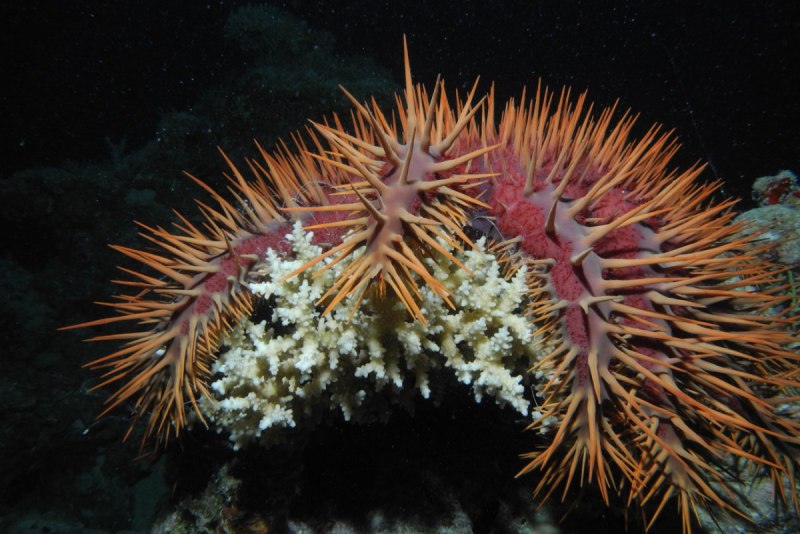 Терновым венцом (Acanthaster planci) морские звезды