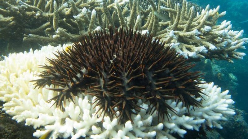 Терновый венец морская звезда на большом барьерном рифе
