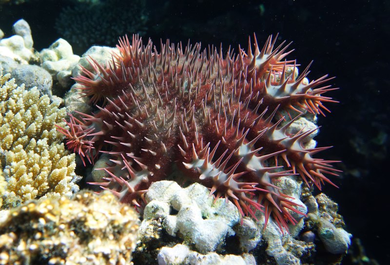 Морская звезда «Терновый венец» (Acanthaster planci).