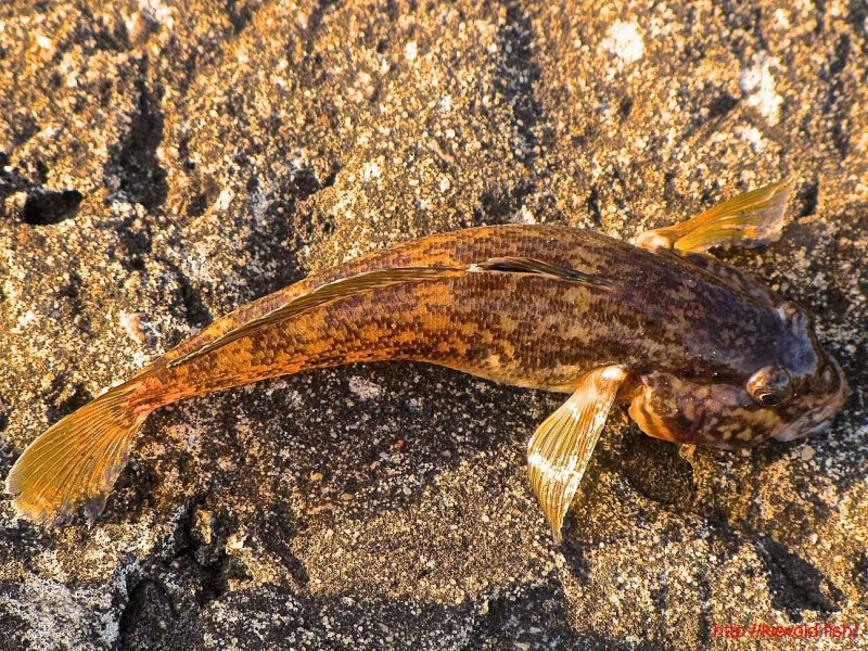 Бычок рыба морской Черноморский