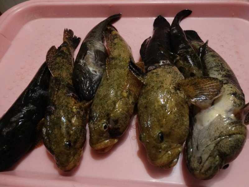 Морские гады бычки