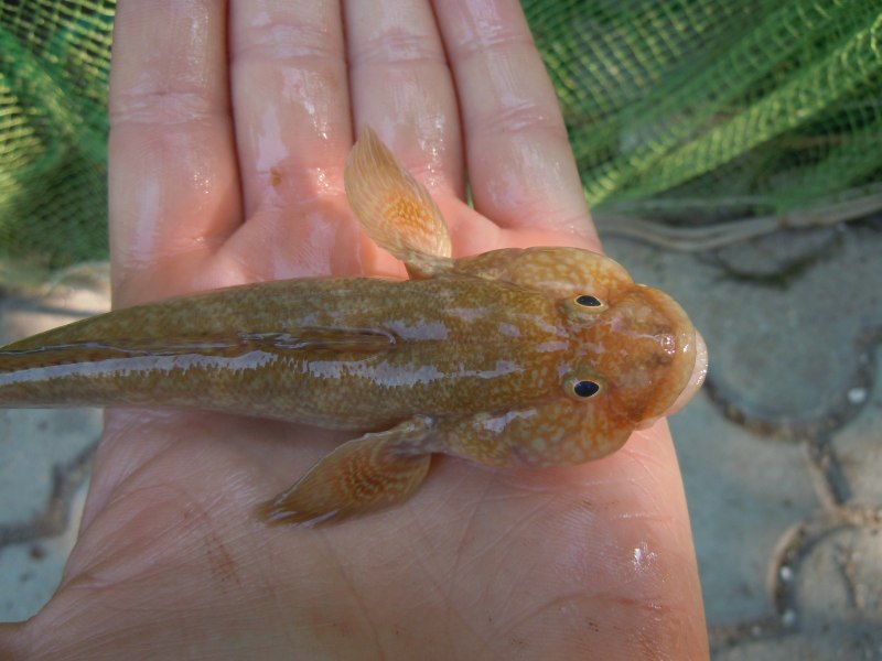 Ponticola eurycephalus