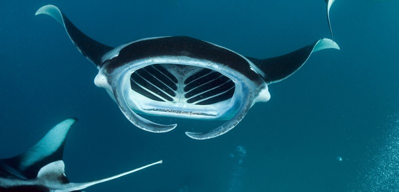 Manta ray c8.2