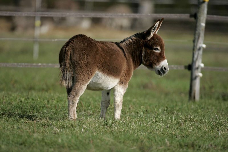 Fact about Donkey