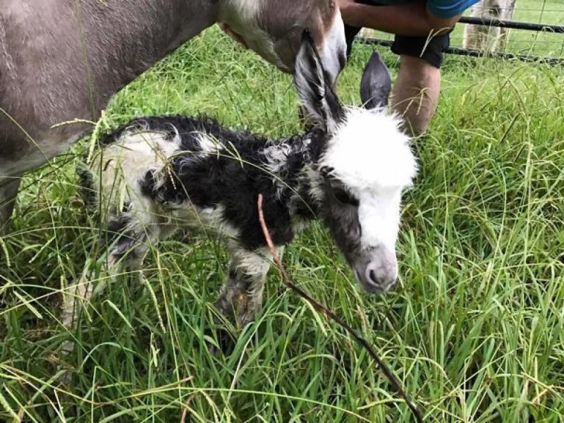 Piçture of Donkey