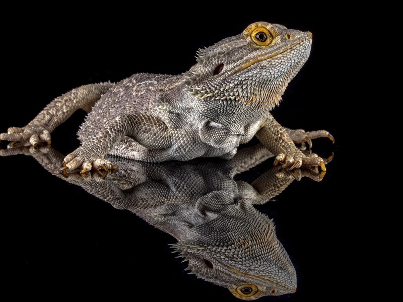 Bearded Dragon Lizard