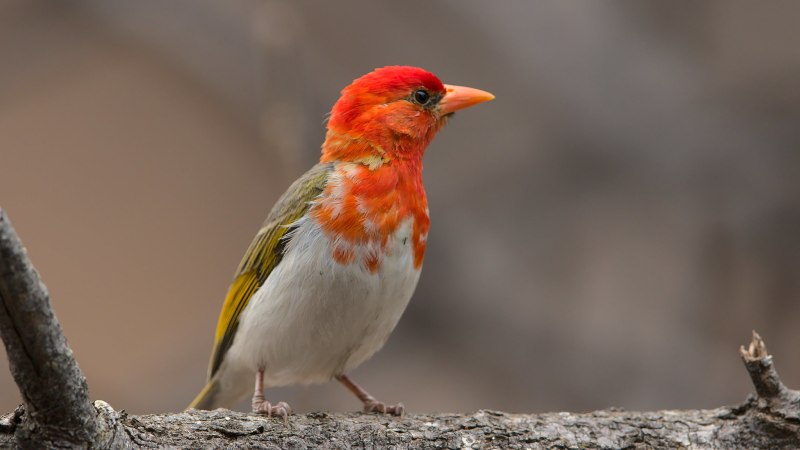 Anaplectes rubriceps)