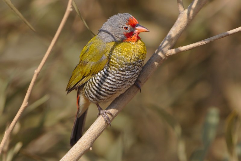 Pytilia phoenicoptera