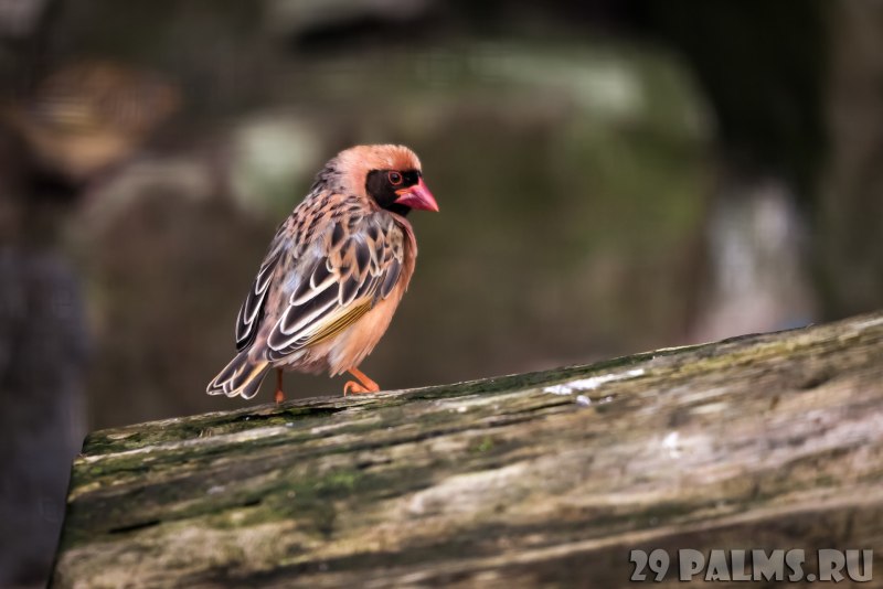 Red-billed Quelea