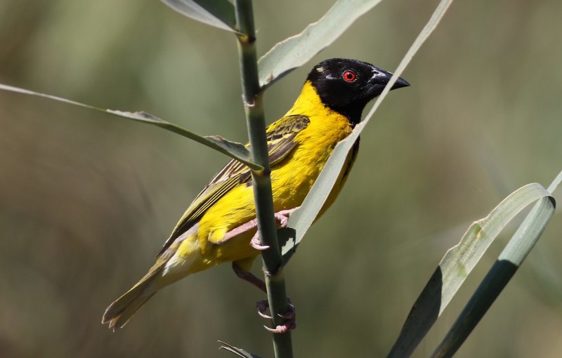 Village Weaver