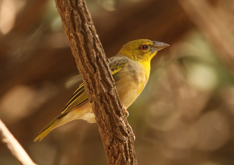 Ploceus cucullatus