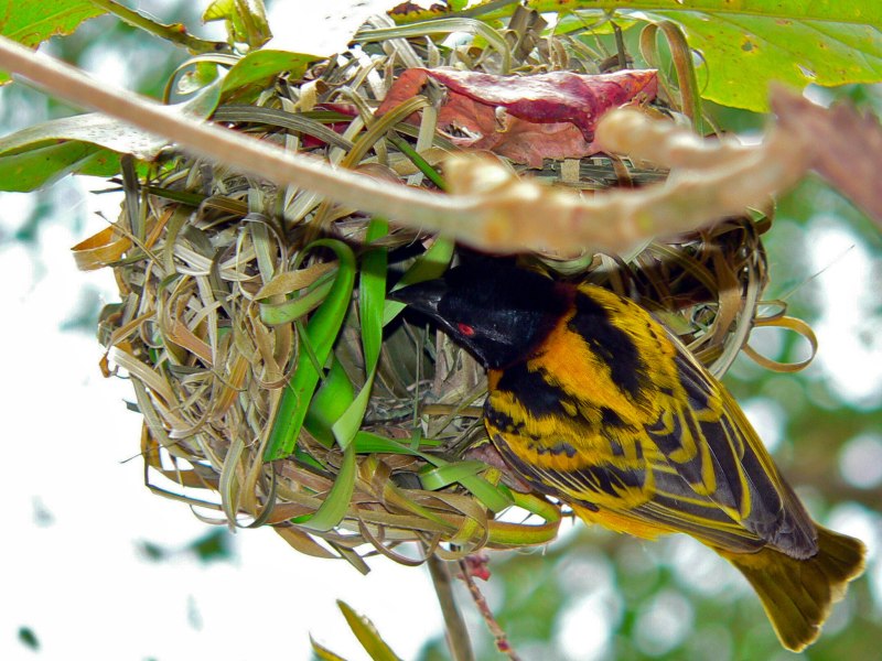 Village Weaver - Ploceus cucullatus