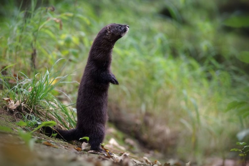 Mustela lutreola норка