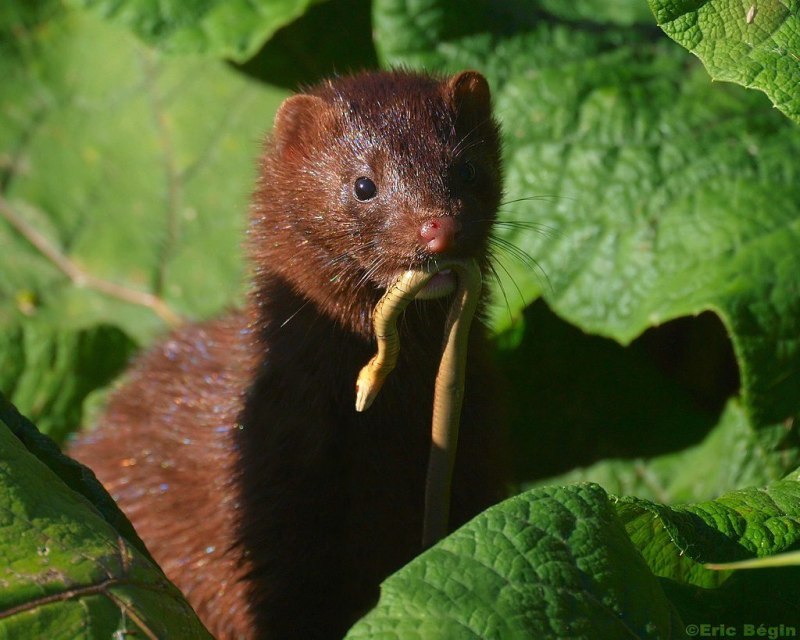 Европейская норка Mustela lutreola (Linnaeus, 1761)