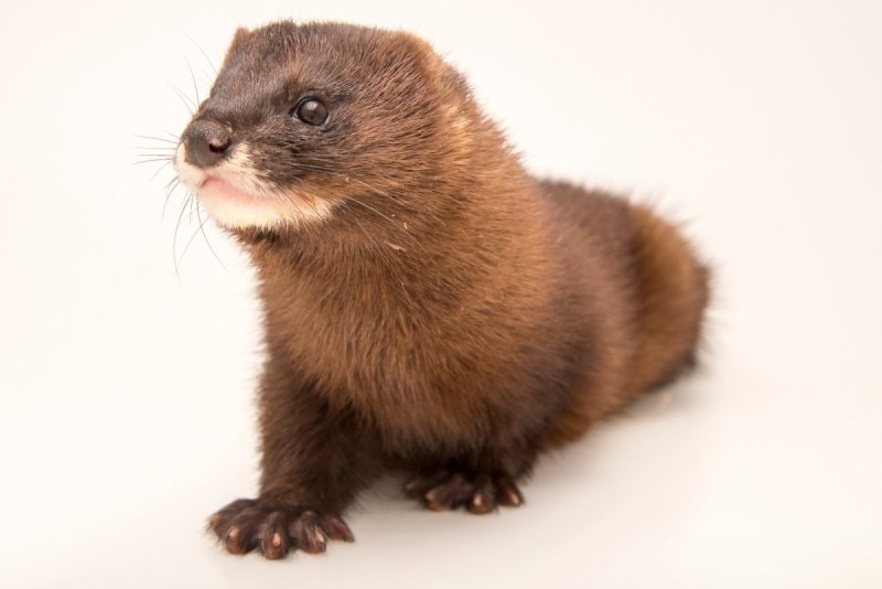 Европейская норка Mustela lutreola (Linnaeus, 1761)