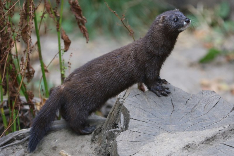 Европейская норка (Mustela lutreola)