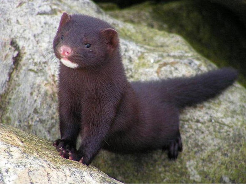 Европейская норка (Mustela lutreola)