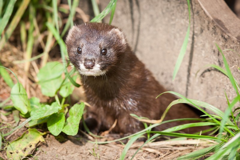Американская норка (Mustela Vison)