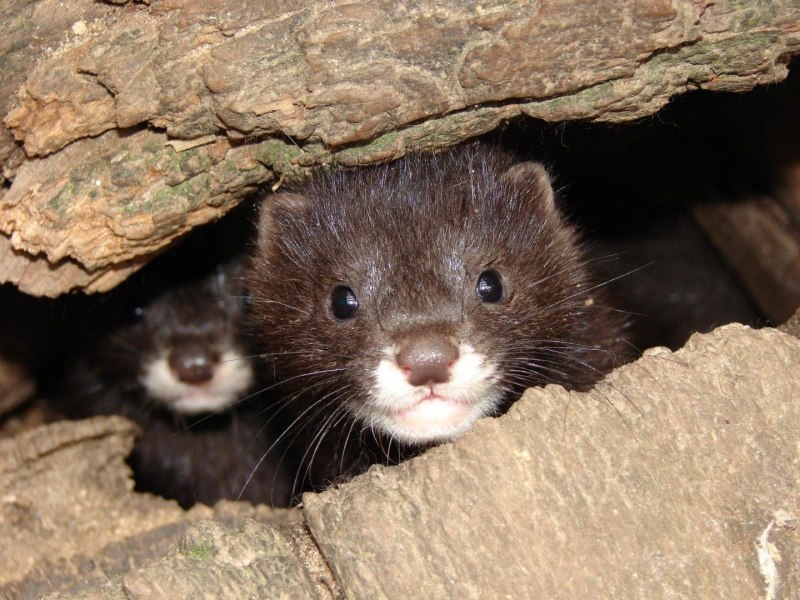 Mustela lutreola норка