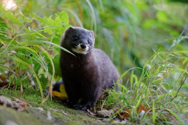 Mustela lutreola норка