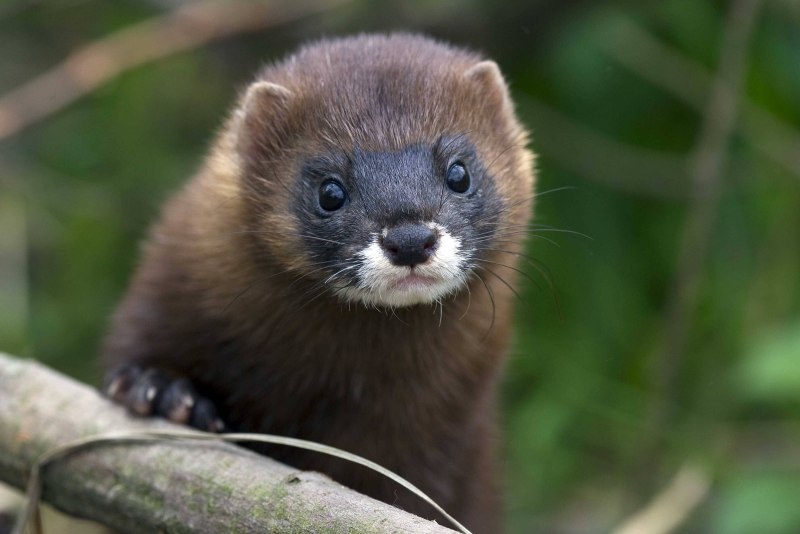 Европейская норка Mustela lutreola (Linnaeus, 1761)