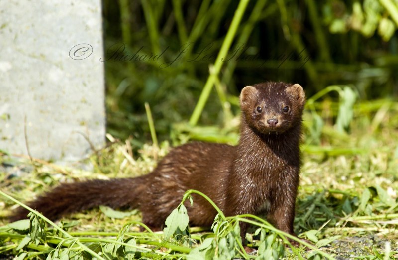 Европейская норка (Mustela lutreola)