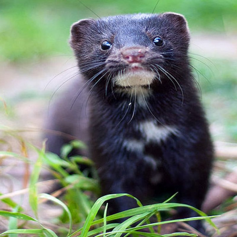 Американская норка (Mustela Vison)
